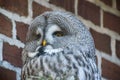 The large gray owl with thick gray plumage sits motionless