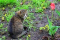 A large gray cat sits among tulip flowers in the garden. Sad beautiful fluffy cat Royalty Free Stock Photo