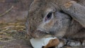 Large gray rabbit eating food white Beets