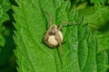 A large gray spider holds a white egg on a green leaf