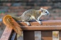 Large gray squirrel eating