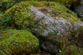 Large gray stone covered with wet green moss. Lichen-covered cobblestone, close-up. Wildlife Royalty Free Stock Photo