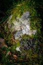 Large gray stone covered with wet green moss. Lichen-covered cobblestone, close-up. Wildlife Royalty Free Stock Photo