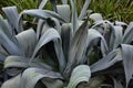 Large gray succulent plant Royalty Free Stock Photo