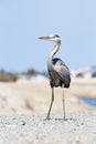 Large gray and white bird on top of hill. Great Blue Heron Royalty Free Stock Photo