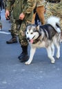 A large gray white husky dog is in the ranks with the owner, a soldier of the Ukrainian army.