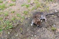 Large gray wild rat sits on the ground in a city park on a background of green grass. Long-tailed rodent order Rodentia genus Royalty Free Stock Photo