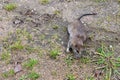 Large gray wild rat sits on the ground in a city park on a background of green grass.