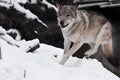 large gray wolf quickly runs through the forest, a powerful impetuous wild beast in winter Royalty Free Stock Photo