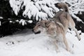 Gray wolf quickly runs through the forest, a powerful impetuous wild beast in winter Royalty Free Stock Photo