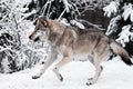 Wolf quickly runs through the forest, a powerful impetuous wild beast in winter Royalty Free Stock Photo