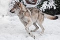 gray wolf quickly runs through the forest, a powerful impetuous wild beast in winter