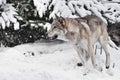 large gray wolf quickly runs through the forest, a powerful impetuous wild beast in winter Royalty Free Stock Photo