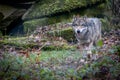 A large gray wolf walking through the forest Royalty Free Stock Photo