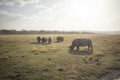 Large grazing rhinoceros 2