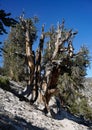 A Bristlecone Pine tree with multiple trunks towers over a solo female hiker CaliforniaÃ¢â¬â¢s White Mountains.