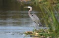 Great Blue Heron at Phinizy Swamp Nature Park, Augusta, Georgia Royalty Free Stock Photo