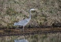 Great Blue Heron, Georgia USA Royalty Free Stock Photo