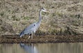 Great Blue Heron, Georgia USA Royalty Free Stock Photo