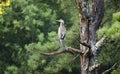 Great Blue Heron perched on Loblolly Pine tree, Walton County, GA