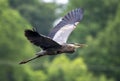 Great Blue Heron in flight, Walton County, Georgia birding Royalty Free Stock Photo