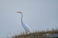 Great Egret on the Prairies in Springtime