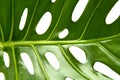 Large greef shiny leaf of monstera Royalty Free Stock Photo