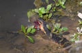 Banded Watersnake eating large green American Bullfrog Royalty Free Stock Photo