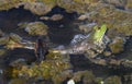 American Bullfrog grabbed on leg by Banded Watersnake struggling to get away