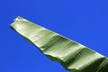 a large green banana leaf with blue sky background Royalty Free Stock Photo