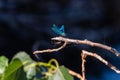 A dragonfly on a branch with a light brown spider Royalty Free Stock Photo