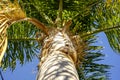 Large green branches on Palm trees against a beautiful blue sky in the tropics Royalty Free Stock Photo