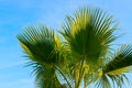 Large green branches on palms trees against the sky in the tropics. Royalty Free Stock Photo