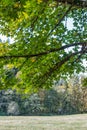 Large green branches over a park in summer