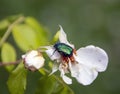 Large green bronze beetle feeds on rose petals