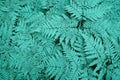 Large green bush fern in the forest. Background from the neon leaves of plants