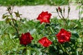 Large green bush with fresh delicate red roses and green leaves in a garden in a sunny summer day, beautiful outdoor floral backgr Royalty Free Stock Photo