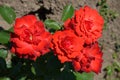 Large green bush with fresh delicate vivid red roses in full bloom in a summer garden, in direct sunlight, with blurred green leav Royalty Free Stock Photo