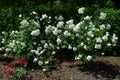 Large green bush with fresh delicate white roses and green leaves in a garden in a sunny summer day, beautiful outdoor floral back Royalty Free Stock Photo