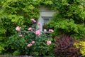 Large green bush with fresh vivid pink roses and green leaves in a garden in front of house windows, in a sunny summer day, beauti Royalty Free Stock Photo