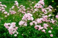 Large green bush with fresh vivid pink roses, smaller blooms and green leaves in a garden in a sunny summer day, beautiful outdoor Royalty Free Stock Photo