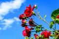 Large green bush with fresh vivid red rose and green leaves towards clear blue sky, in a garden in a sunny summer day, beautiful Royalty Free Stock Photo