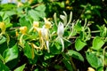 Large green bush with fresh white flowers of Lonicera periclymenum plant, known as common European honeysuckle or woodbine in a Royalty Free Stock Photo