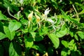 Large green bush with fresh white flowers of Lonicera periclymenum plant, known as common European honeysuckle or woodbine in a Royalty Free Stock Photo