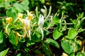 Large green bush with fresh white flowers of Lonicera periclymenum plant, known as common European honeysuckle or woodbine in a Royalty Free Stock Photo