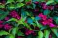 A large green bush full of tiny pink flowers Royalty Free Stock Photo