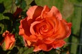 Large green bush with one fresh delicate vivid orange rose in full bloom in a summer garden, in direct sunlight, with blurred gree Royalty Free Stock Photo