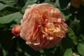 Large green bush with one fresh delicate vivid orange rose in full bloom in a summer garden, in direct sunlight, with blurred gree Royalty Free Stock Photo