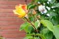 Large green bush with one fresh vivid yellow rose bloom and green leaves in a garden in a sunny summer day, beautiful outdoor Royalty Free Stock Photo