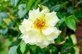 Large green bush with one fresh vivid yellow rose in full bloom and green leaves in a garden in a sunny summer day, beautiful Royalty Free Stock Photo